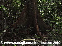 dipterocarp buttress