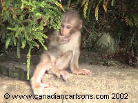Baby monkey