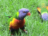 Rainbow Lorikeet